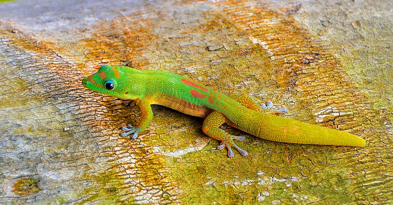 colorful gecko | Shutterbug